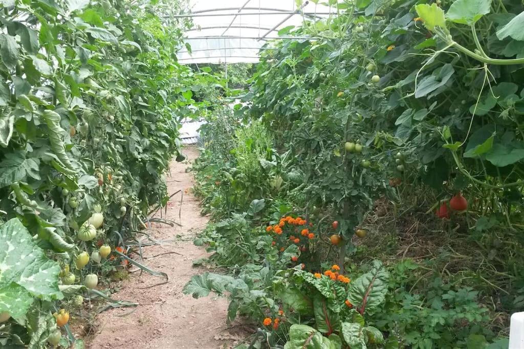Gite Les Granges Dans Ferme Provencale. 14 Pers Ongles Dış mekan fotoğraf