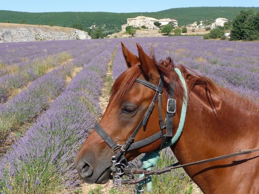 Gite Les Granges Dans Ferme Provencale. 14 Pers Ongles Dış mekan fotoğraf